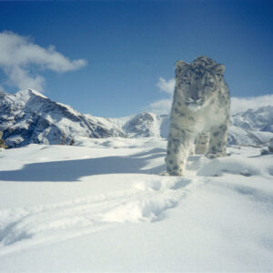 Snow Leopard Conservancy